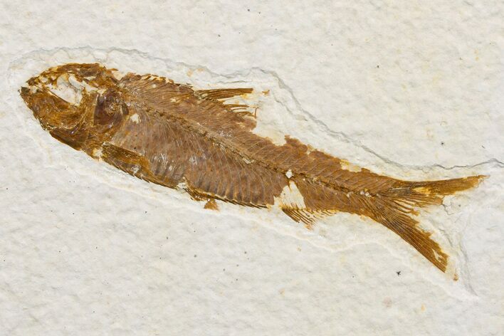 Detailed Fossil Fish (Knightia) - Wyoming #174669